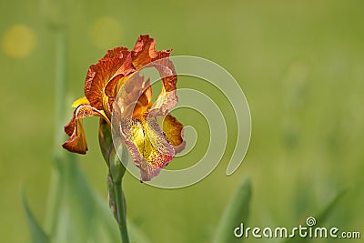 Iris genial, flower Iris hybrida Stock Photo