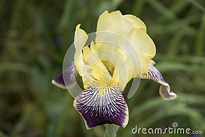 Iris genial Iris hybrida flower Stock Photo