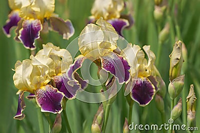 Iris genial Iris hybrida flowers in garden, spring Stock Photo