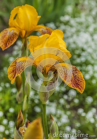 Iris Germanic yellow-brown in spring Stock Photo