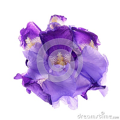 Iris germanica Stock Photo