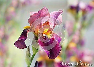 Iris germanica Indian Chief Flowers Stock Photo