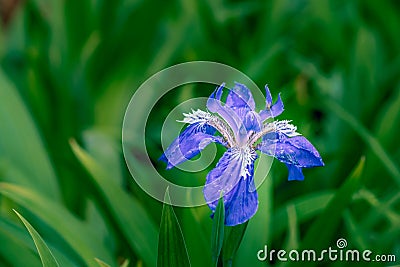 Iris germanica L-Iris tectorum Maxim Stock Photo