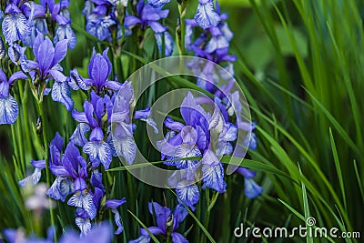 Iris Germanica Stock Photo