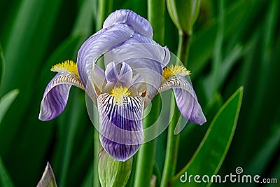 Iris Germanica Profile Stock Photo