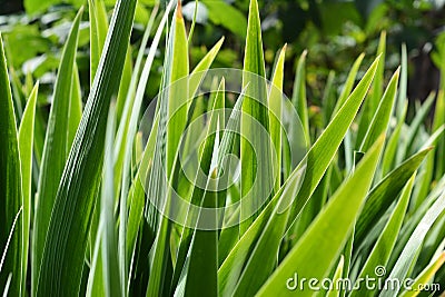 Iris green long sward shaped leaves background. Iris plant before blooming in spring Stock Photo