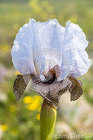 Iris Hermona, Golan Iris a wild flower from the Iris genus in the Oncocyclus section, from the pastures and meadows of the Golan Stock Photo
