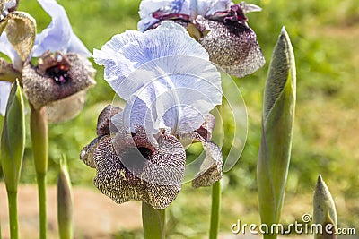 Iris Hermona, Golan Iris a wild flower from the Iris genus in the Oncocyclus section, from the pastures and meadows of the Golan Stock Photo