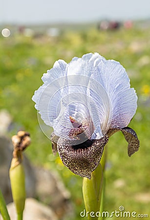 Iris Hermona, Golan Iris a wild flower from the Iris genus in the Oncocyclus section, from the pastures and meadows of the Golan Stock Photo