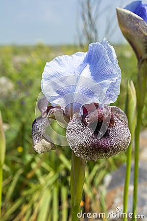 Iris Hermona, Golan Iris a wild flower from the Iris genus in the Oncocyclus section, from the pastures and meadows of the Golan Stock Photo