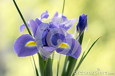 Iris Hollandica Sapphire Beauty ornamental flowering plant, purple violet and partly yellow flowers in bloom Stock Photo