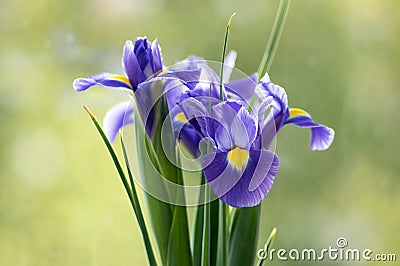 Iris Hollandica Sapphire Beauty ornamental flowering plant, purple violet and partly yellow flowers in bloom Stock Photo