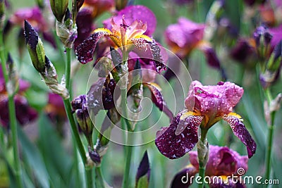 Iris kasatik siberian spring Stock Photo
