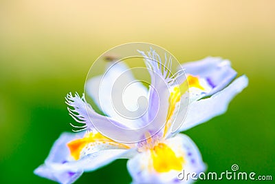 Iris germanica L-Iris tectorum Maxim Stock Photo