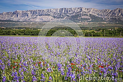 Iris meadow close to Sainte Victoire mountain near aix en Provence. Stock Photo