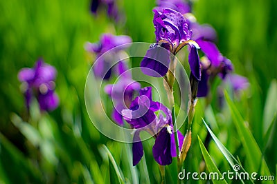 Iris on a meadow Stock Photo