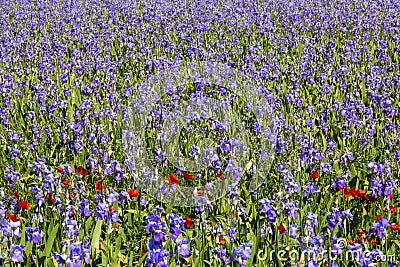 Iris meadow with poppies in Provence . Stock Photo