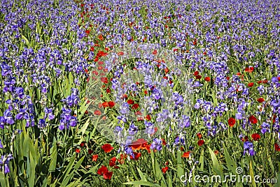 Iris meadow with poppies in Provence . Stock Photo