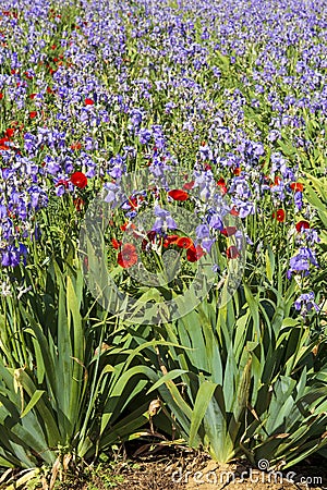 Iris meadow with poppies in Provence . Stock Photo