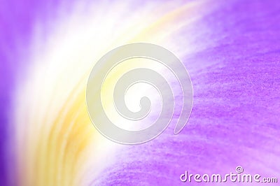 Iris petal Stock Photo