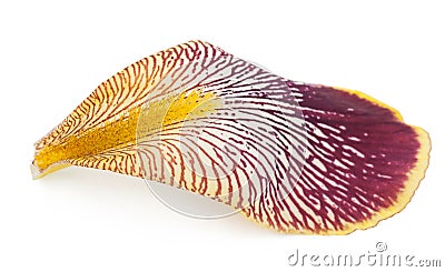 Iris petal Stock Photo