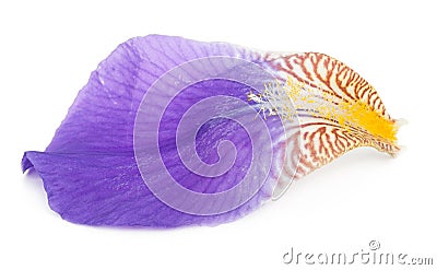 Iris petal Stock Photo