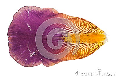 Iris petal Stock Photo
