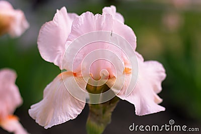 Iris pink flower in the garden Stock Photo