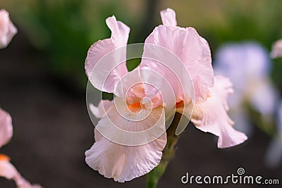 Iris pink flower in the garden Stock Photo