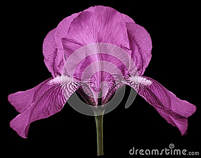 Iris pink flower on a white isolated background with clipping path. Closeup. Stock Photo