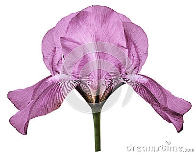 Iris pink flower on a white isolated background with clipping path. Closeup. Stock Photo