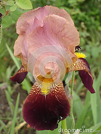 Iris pink-red flower Stock Photo