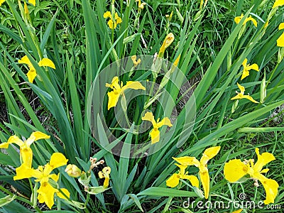Iris pseudÃ¡corus is a perennial coastal herbaceous plant Stock Photo