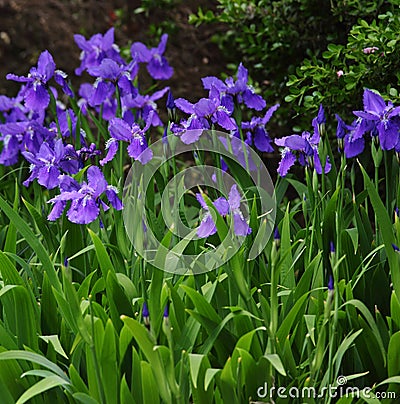 Iris Stock Photo