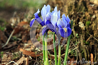 Iris reticulata harbinger of spring. Stock Photo