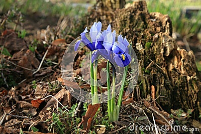 Iris reticulata harbinger of spring. Stock Photo