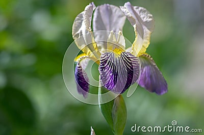 Iris sambucina colorful tall flowering springtime plant, elder scented iris white violet yellow flowers in bloom Stock Photo