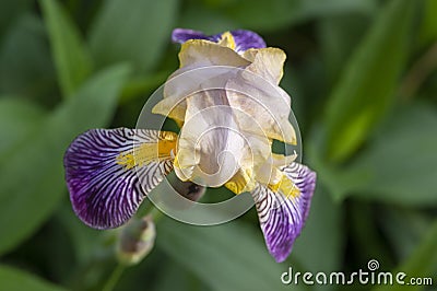 Iris sambucina colorful tall flowering springtime plant, elder scented iris white violet yellow flowers in bloom Stock Photo