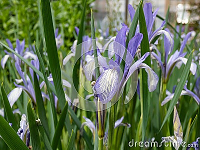 Iris sintenisii Janka with thin stems flowering with violet-blue flowers and long leaves Stock Photo