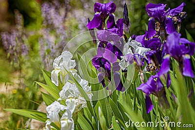 Iris in the spring in the desert garden. Natural beauty. Man-made beauty. Judean Desert. Stock Photo