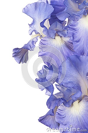 Iris Stock Photo