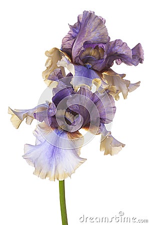 Iris Stock Photo