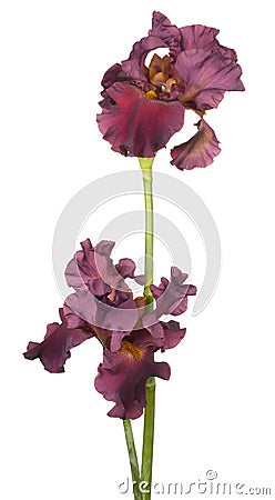 Iris Stock Photo