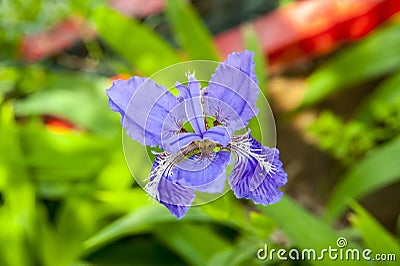 Iris tectorum maxim fleur-de-lis Stock Photo