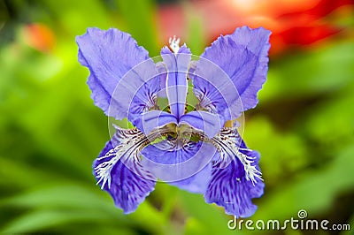 Iris tectorum maxim fleur-de-lis Stock Photo