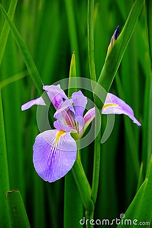 Iris tectorum Maxim Stock Photo