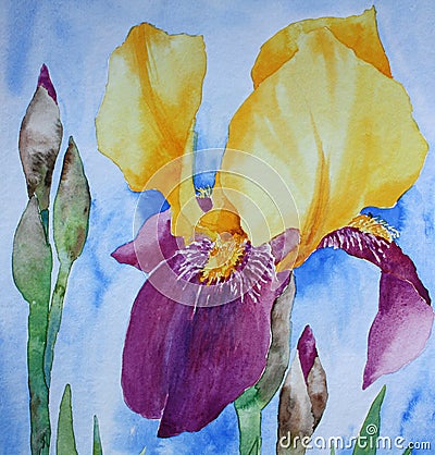 Iris - Watercolour painting Stock Photo