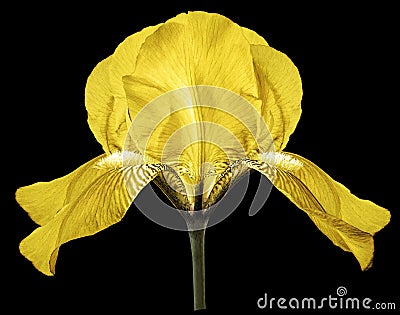 Iris yellow flower on the black isolated background with clipping path. Closeup. Stock Photo