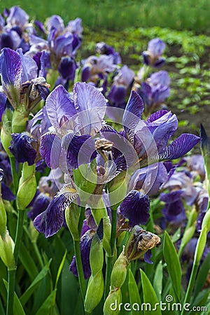 irises, purple flowers, variety of spring Stock Photo