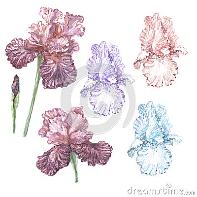 Irises flowers spring blooming. Hand painted watercolor illustration. Cartoon Illustration